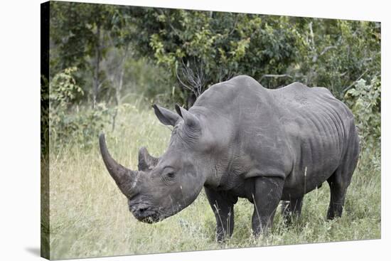 White Rhinoceros (Ceratotherium Simum), Kruger National Park, South Africa, Africa-James Hager-Stretched Canvas