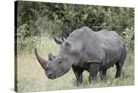 White Rhinoceros (Ceratotherium Simum), Kruger National Park, South Africa, Africa-James Hager-Stretched Canvas