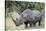 White Rhinoceros (Ceratotherium Simum), Kruger National Park, South Africa, Africa-James Hager-Stretched Canvas