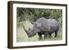 White Rhinoceros (Ceratotherium Simum), Kruger National Park, South Africa, Africa-James Hager-Framed Photographic Print