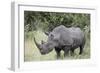 White Rhinoceros (Ceratotherium Simum), Kruger National Park, South Africa, Africa-James Hager-Framed Photographic Print