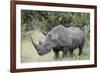 White Rhinoceros (Ceratotherium Simum), Kruger National Park, South Africa, Africa-James Hager-Framed Photographic Print