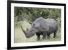 White Rhinoceros (Ceratotherium Simum), Kruger National Park, South Africa, Africa-James Hager-Framed Photographic Print