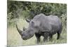 White Rhinoceros (Ceratotherium Simum), Kruger National Park, South Africa, Africa-James Hager-Mounted Photographic Print