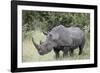 White Rhinoceros (Ceratotherium Simum), Kruger National Park, South Africa, Africa-James Hager-Framed Photographic Print