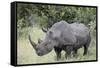 White Rhinoceros (Ceratotherium Simum), Kruger National Park, South Africa, Africa-James Hager-Framed Stretched Canvas