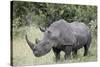 White Rhinoceros (Ceratotherium Simum), Kruger National Park, South Africa, Africa-James Hager-Stretched Canvas