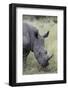 White Rhinoceros (Ceratotherium Simum), Kruger National Park, South Africa, Africa-James Hager-Framed Photographic Print