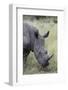 White Rhinoceros (Ceratotherium Simum), Kruger National Park, South Africa, Africa-James Hager-Framed Photographic Print