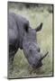 White Rhinoceros (Ceratotherium Simum), Kruger National Park, South Africa, Africa-James Hager-Mounted Photographic Print