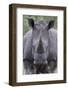 White Rhinoceros (Ceratotherium Simum), Kruger National Park, South Africa, Africa-James Hager-Framed Photographic Print