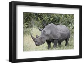 White Rhinoceros (Ceratotherium Simum), Kruger National Park, South Africa, Africa-James Hager-Framed Photographic Print