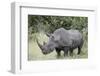 White Rhinoceros (Ceratotherium Simum), Kruger National Park, South Africa, Africa-James Hager-Framed Photographic Print