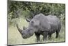 White Rhinoceros (Ceratotherium Simum), Kruger National Park, South Africa, Africa-James Hager-Mounted Photographic Print