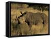 White Rhinoceros, Ceratotherium Simum, Namibia, Africa-Thorsten Milse-Framed Stretched Canvas