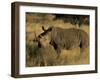 White Rhinoceros, Ceratotherium Simum, Namibia, Africa-Thorsten Milse-Framed Photographic Print