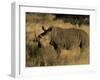 White Rhinoceros, Ceratotherium Simum, Namibia, Africa-Thorsten Milse-Framed Photographic Print
