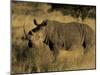 White Rhinoceros, Ceratotherium Simum, Namibia, Africa-Thorsten Milse-Mounted Photographic Print