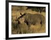 White Rhinoceros, Ceratotherium Simum, Namibia, Africa-Thorsten Milse-Framed Photographic Print