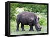 White Rhinoceros (Ceratotherium Simum), Namibia, Africa-Nico Tondini-Framed Stretched Canvas