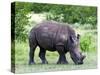 White Rhinoceros (Ceratotherium Simum), Namibia, Africa-Nico Tondini-Stretched Canvas