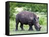 White Rhinoceros (Ceratotherium Simum), Namibia, Africa-Nico Tondini-Framed Stretched Canvas