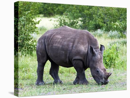 White Rhinoceros (Ceratotherium Simum), Namibia, Africa-Nico Tondini-Stretched Canvas