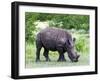 White Rhinoceros (Ceratotherium Simum), Namibia, Africa-Nico Tondini-Framed Photographic Print