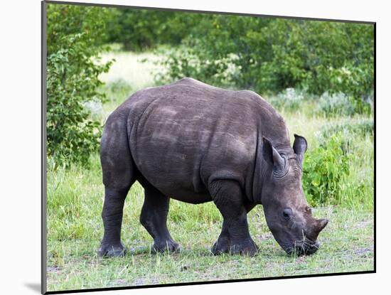 White Rhinoceros (Ceratotherium Simum), Namibia, Africa-Nico Tondini-Mounted Photographic Print