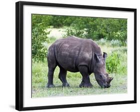 White Rhinoceros (Ceratotherium Simum), Namibia, Africa-Nico Tondini-Framed Photographic Print