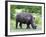 White Rhinoceros (Ceratotherium Simum), Namibia, Africa-Nico Tondini-Framed Photographic Print