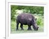 White Rhinoceros (Ceratotherium Simum), Namibia, Africa-Nico Tondini-Framed Photographic Print