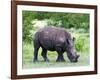 White Rhinoceros (Ceratotherium Simum), Namibia, Africa-Nico Tondini-Framed Photographic Print