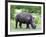 White Rhinoceros (Ceratotherium Simum), Namibia, Africa-Nico Tondini-Framed Photographic Print