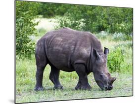 White Rhinoceros (Ceratotherium Simum), Namibia, Africa-Nico Tondini-Mounted Photographic Print