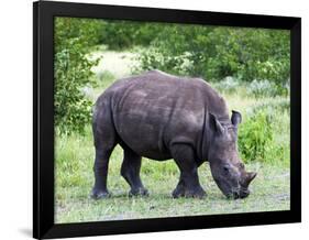 White Rhinoceros (Ceratotherium Simum), Namibia, Africa-Nico Tondini-Framed Photographic Print