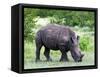 White Rhinoceros (Ceratotherium Simum), Namibia, Africa-Nico Tondini-Framed Stretched Canvas