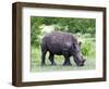 White Rhinoceros (Ceratotherium Simum), Namibia, Africa-Nico Tondini-Framed Photographic Print