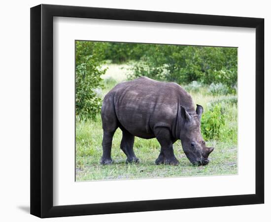 White Rhinoceros (Ceratotherium Simum), Namibia, Africa-Nico Tondini-Framed Photographic Print