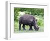 White Rhinoceros (Ceratotherium Simum), Namibia, Africa-Nico Tondini-Framed Photographic Print