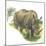 White Rhinoceros Ceratotherium Simum-null-Mounted Giclee Print