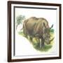 White Rhinoceros Ceratotherium Simum-null-Framed Giclee Print