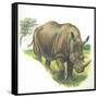 White Rhinoceros Ceratotherium Simum-null-Framed Stretched Canvas