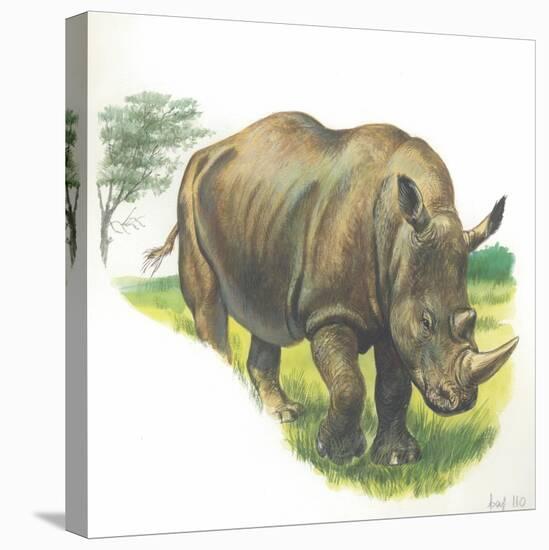 White Rhinoceros Ceratotherium Simum-null-Stretched Canvas