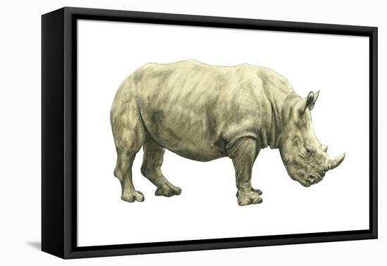 White Rhinoceros (Ceratotherium Simus), Mammals-Encyclopaedia Britannica-Framed Stretched Canvas