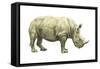 White Rhinoceros (Ceratotherium Simus), Mammals-Encyclopaedia Britannica-Framed Stretched Canvas