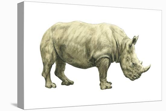 White Rhinoceros (Ceratotherium Simus), Mammals-Encyclopaedia Britannica-Stretched Canvas