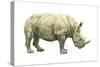 White Rhinoceros (Ceratotherium Simus), Mammals-Encyclopaedia Britannica-Stretched Canvas