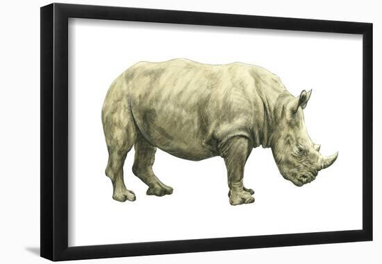 White Rhinoceros (Ceratotherium Simus), Mammals-Encyclopaedia Britannica-Framed Poster