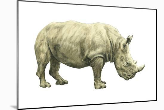 White Rhinoceros (Ceratotherium Simus), Mammals-Encyclopaedia Britannica-Mounted Poster